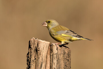 verderón europeo o verderón común​ (Chloris chloris)​ posado en  un tronco Marbella Andalucía España
