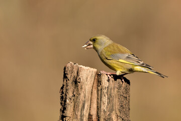 verderón europeo o verderón común​ (Chloris chloris)​ posado en  un tronco Marbella Andalucía España