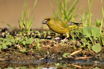 verderón europeo o verderón común​ (Chloris chloris)​ en el estanque Marbella Andalucía España