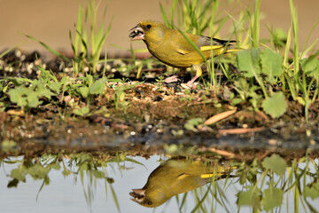verderón europeo o verderón común​ (Chloris chloris)​ reflejado en el estanque Marbella Andalucía España
