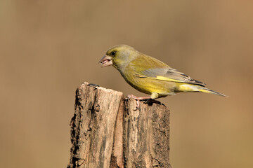 verderón europeo o verderón común posado en un tronco (Chloris chloris)​ Málaga Andalucía España