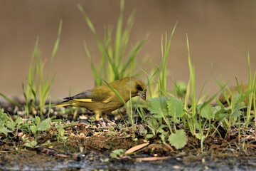 verderón europeo o verderón común​ (Chloris chloris)​  en el estanque Marbella Andalucía España