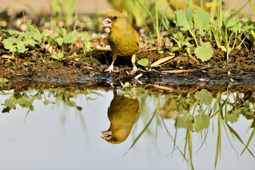 verderón europeo o verderón común reflejado eb¡n el agua del estanque (Chloris chloris)​ Málaga Andalucía España