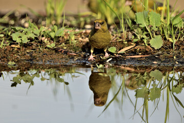 verderón europeo o verderón común​ (Chloris chloris)​ reflejado en el estanque Marbella Andalucía España