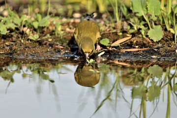 verderón europeo o verderón común​ (Chloris chloris)​ reflejado en el estanque Marbella Andalucía España