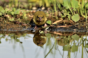 verderón europeo o verderón común​ (Chloris chloris)​ reflejado en el estanque Marbella Andalucía España
