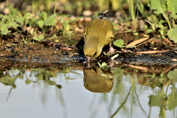 verderón europeo o verderón común​ (Chloris chloris)​ reflejado en el estanque Marbella Andalucía España