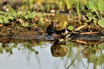 verderón europeo o verderón común​ (Chloris chloris)​ reflejado en el estanque Marbella Andalucía España