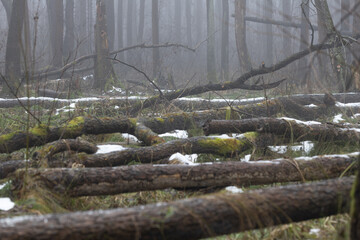 Fototapeta premium Fallen trees in foggy forest