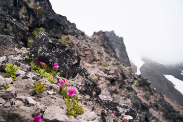 Flowers and green grass grows on lava rocks. Kamchatka