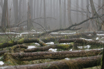Foggy forest in rainy day with fallen trees