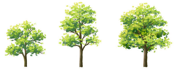 Obraz premium Vector watercolor of tree side view isolated on white background for landscape and architecture drawing, elements for environment and garden, painting botanical for section and elevation