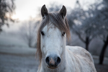 Fototapeta na wymiar Pferd im Winter