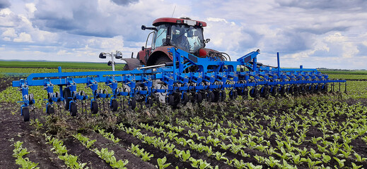 Tractor with hoe in beet field on the spring - obrazy, fototapety, plakaty