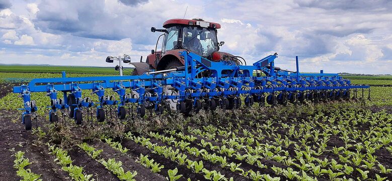 Tractor with hoe in beet field on the spring