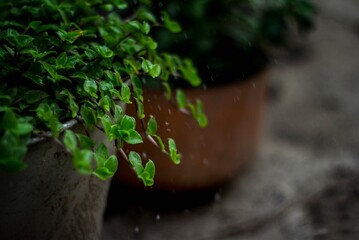 Beauty of green plant in a tob