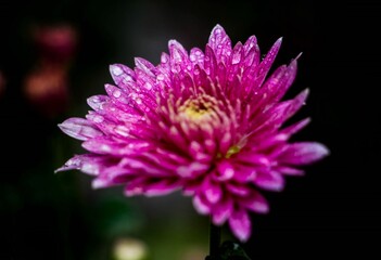 Beauty pink flower in a garden