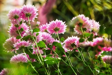Obraz premium Beauty pink flower in a garden