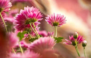Obraz premium Beauty pink flower in a garden