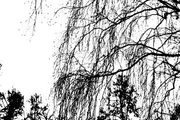 Tree branch silhouette on transparent background