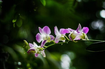 Beauty of Orchid flower in  a garden