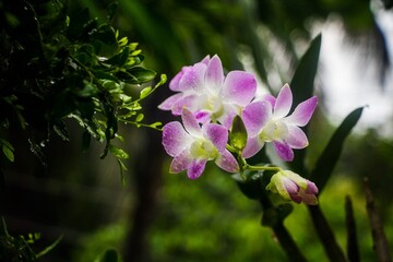 Beauty of Orchid flower in  a garden