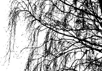 Tree branch silhouette on transparent background