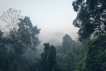 Sunrise in the forest,Aerial view of thick morning fog