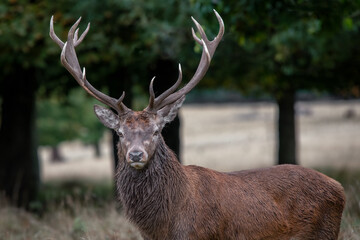 close up portrait of a 14 point red deer stag as it looks straight at the camera