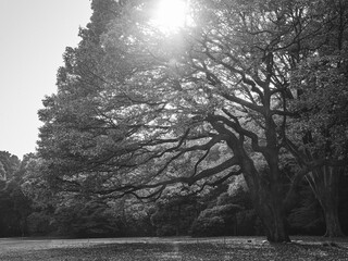 秋の午後、太陽の光に照らされる大樹
Sunlight shining through a large tree on an autumn afternoon