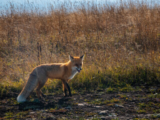 Fluffy red fox on the trail in a rural field. A wild fox looks into the camera.