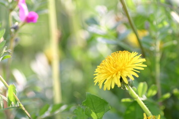 タンポポ　ぼかし構図