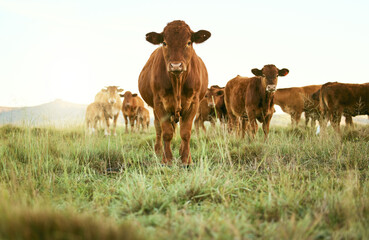 Cows, field and cattle portrait on grass, countryside and dairy farm for sustainable production,...