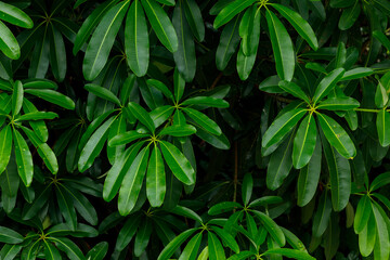 Alstonia scholaris (blackboard tree, Scholar Tree, Milkwood) is an evergreen tropical tree in the Dogbane Family (Apocynaceae).