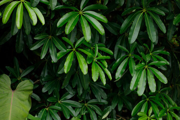 Alstonia scholaris (blackboard tree, Scholar Tree, Milkwood) is an evergreen tropical tree in the Dogbane Family (Apocynaceae).