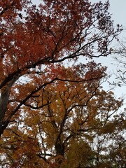 autumn in the park