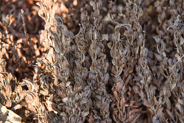 close up view of a bunch of dried thyme