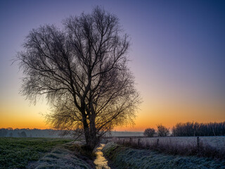 Fototapeta na wymiar ein Baum auf einer Wiese bei Sonnenaufgang