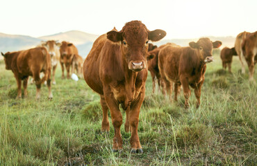 Naklejka na ściany i meble Group of cows, grass or farming landscape in countryside pasture, sustainability environment or South Africa nature. Livestock, bovine or cattle herd for dairy production, beef export or meat trade