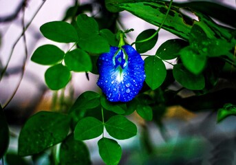Beauty of   aparajita flower in a garden