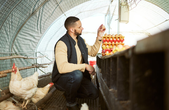 Egg farming, inspection and farmer collecting chicken production for retail sale, agriculture sustainability and market. Sustainable, growth and man on a poultry farm to check food from birds