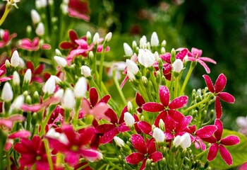 Beauty of red flowers in a garden