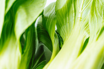 Obraz premium Fresh vegetable bok choy ingredients laid out on the table