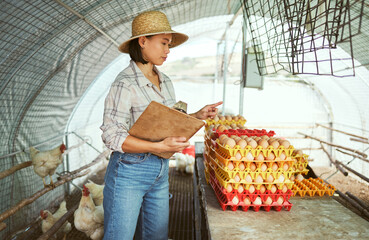 Chicken farm, egg farming and woman working with animals for management of sustainability, quality...
