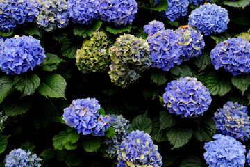 Purple hydrangeas