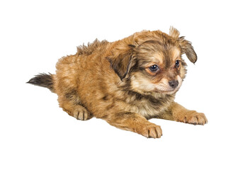 Spitz puppy in front of white background . Pomeranian dog isolated on a white background