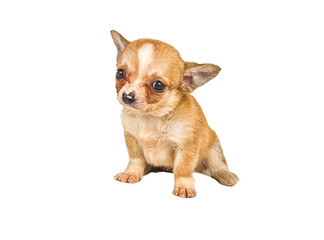chihuahua puppy (3 months) in front of a white background