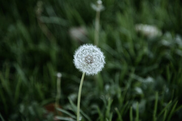 dandelion flower at park