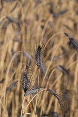 Dunkle Ähren des Emmer - Urgetreide mit dunklen Ähren (Lat.: Triticum dicoccum) auf einem Feld in der Landwirtschaft