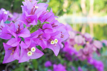 Purple bougainvillea flower in garden for background